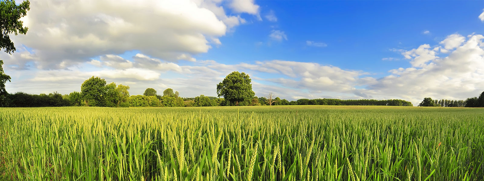 Tri-State Fertilizer to Build Liquid Fertilizer Terminal for Koch